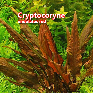 Cryptocoryne undulatus red